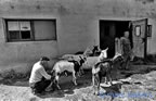 cevennes, divers, les gens,